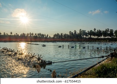 Shrimp Farm In Southern Part Of Thailand In The Evening With Orange Sunset Sky. 