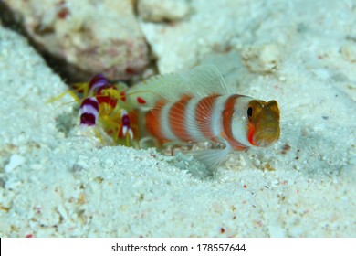 Shrimp Goby