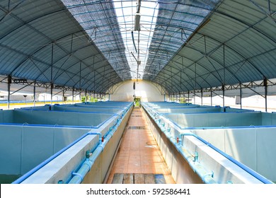 Shrimp Hatchery