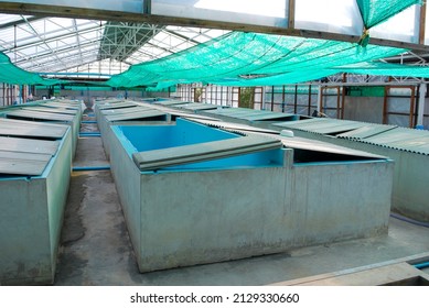 429 Prawn Hatchery Images, Stock Photos & Vectors | Shutterstock