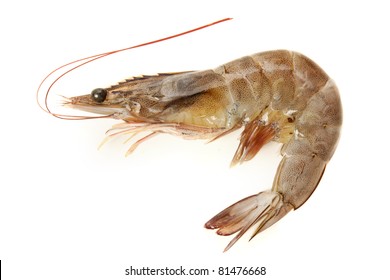 Shrimp On White Background.