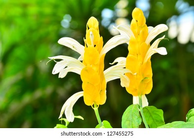 Yellow Shrimp Plant High Res Stock Images Shutterstock