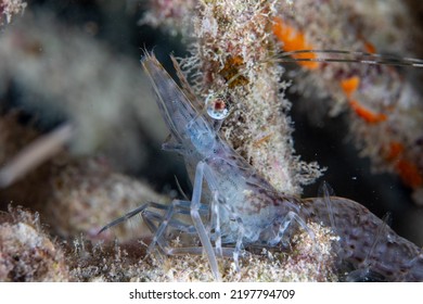 Shrimp (prawn) On The Coral Reef Close Up View