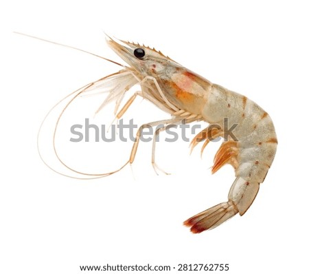 Shrimp With A Slender Translucent Body Segmented Isolated On White Background