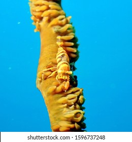 Shrimp Swimming Crustaceans Long Narrow Muscular Stock Photo 1596737248 ...