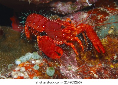 2,240 Philippines crab Images, Stock Photos & Vectors | Shutterstock