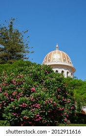 The Shrine Of The Báb Behind Frangipani Tree At Bahai Gardens On Mount Carmel In Haifa, Israel