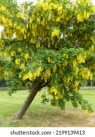 Shrinking Violet With Yellow Blossom