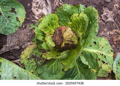 Shriveling outside leaves on the whole cabbage and has black spots all over. Rotten cabbage