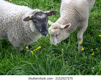 Shropshire And Poll Dorset Sheep Grazing In Devon UK