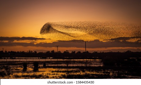 Shropshire Starling Murmuration At Sunset