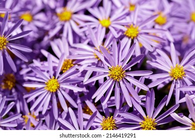 Shrub Aster In Bloom. Santa Cruz, California, USA.