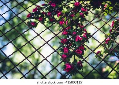 Shrub In Bright Pink Blossom Growing Against Chain Link Fencing