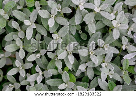 Shrub of Cerastium tomentosum (Snow-in-Summer) with tiny and small white grey leaves, Viltige hoornbloem is an herbaceous flowering plant and a member of the family Caryophyllaceae, Nature background.