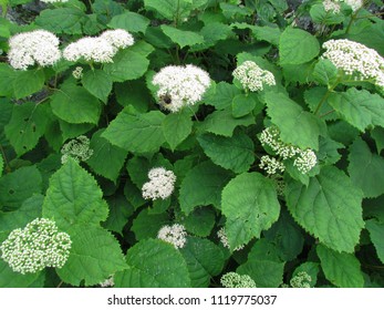 A Shrub With Compound White Flowers, Genus Viburnum (probably Common Southern Arrowwood); Skyline Drive, VA, USA 