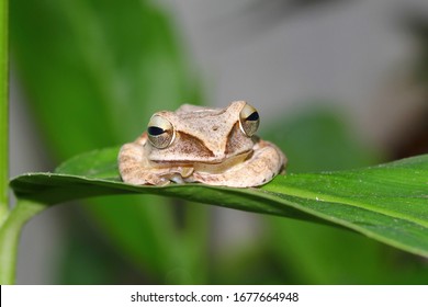 Shrub Frog, Flying Frog, Tree Frog, Old World Flying Frog. Rhacophoridae