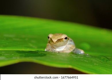 Shrub Frog, Flying Frog, Tree Frog, Old World Flying Frog. Rhacophoridae