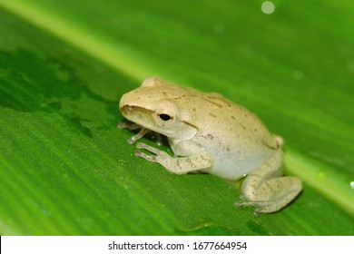 Shrub Frog, Flying Frog, Tree Frog, Old World Flying Frog. Rhacophoridae