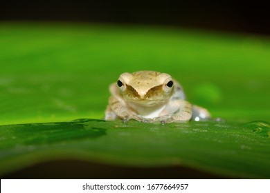 Shrub Frog, Flying Frog, Tree Frog, Old World Flying Frog. Rhacophoridae