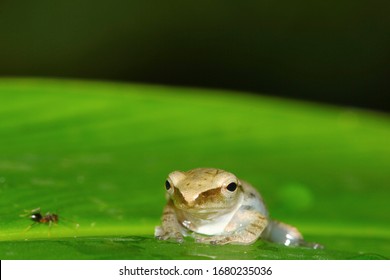 Shrub Frog, Flying Frog, Tree Frog, Old World Flying Frog. Rhacophoridae