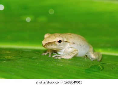 Shrub Frog, Flying Frog, Tree Frog, Old World Flying Frog. Rhacophoridae