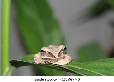 Shrub Frog, Flying Frog, Tree Frog, Old World Flying Frog. Rhacophoridae