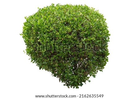 shrub for garden decoration isolated on white background. clipping path