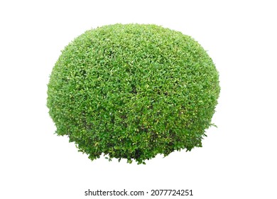 Shrub For Garden Decoration,  Round Shape Shrub , Isolated On White Background,with Clipping Path,tropical Plant Bush Tree