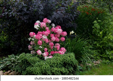 A Shrub Of Hydrangea Paniculata Of The Rouge Diamand Variety With Red Flowers, A Bright Red Scarlet Color In The Garden Design. Seasonal Change In Color Of Flowers From White To Red.