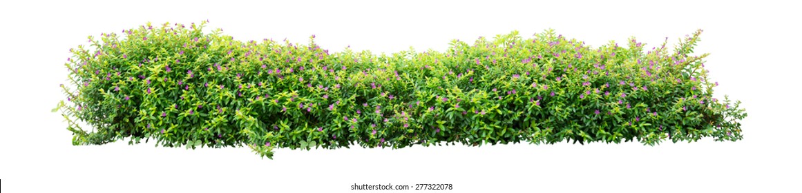 Shrub isolated on white background - Shutterstock ID 277322078