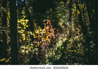 Shrub of lingonberry on bokeh nature background of multicolor foliage in sunshine in autumn forest. Wild thicket with sunlit orange and red leaves bokeh in sunny forest. Sunlight in autumn forest. - Powered by Shutterstock