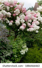 A shrub of paniculate hydrangea vanilla fraise  grown in the form of a stem tree, on a single trunk.Seasonal coloring of flowers from white to pink
