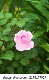 Shrub Of Pink Canadian Rose Variety Prairie Joy Blooming In The Summer Garden.