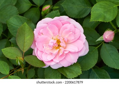 Shrub Of Pink Canadian Rose Variety Prairie Joy Blooming In The Summer Garden.