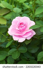 Shrub Of Pink Canadian Rose Variety Prairie Joy Blooming In The Summer Garden.