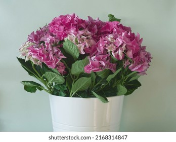 Shrub Of Pink Hydrangea Flowers In White Ceramic Pot On Light Background. Pink Hornesia Flower With Pink Petals And Green Leaves. Minimalist Pink Aesthetic Concept. 