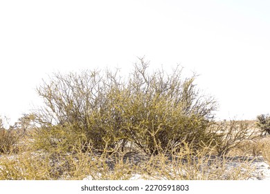 Shrub plant in Kgalagadi transfrontier park, South Africa