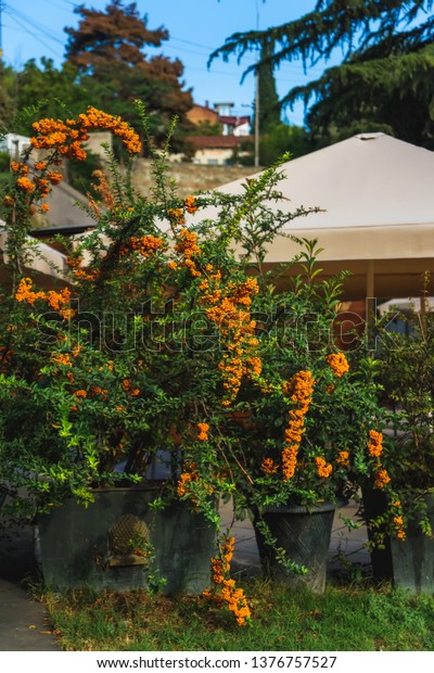 Shrub Plant Sea Buckthorn Rest Georgia Stock Photo Edit Now 1376757527