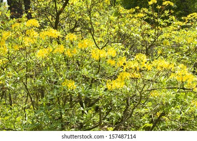 Shrub Rhododendron With Yellow Flowers.