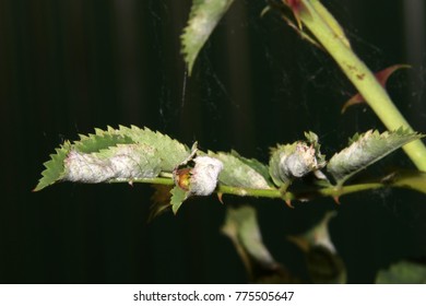 Sphaerotheca Pannosa Var. Rosae Images, Stock Photos & Vectors ...