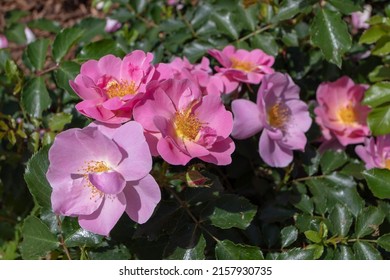 Shrub rose semi-double pink and lavender flowers in the sunny garden. Abundant cluster flowering.