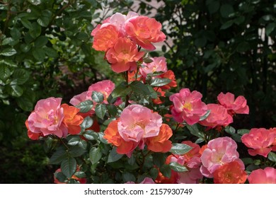 Shrub rose semi-double salmon flowers in the sunny garden. Abundant cluster flowering.