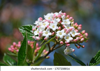 43 Japanese bush cranberry Images, Stock Photos & Vectors | Shutterstock