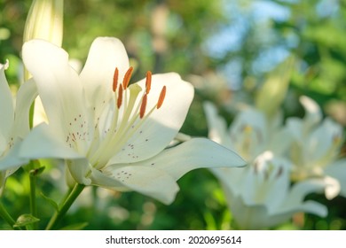 Shrub Of White Lily. White Easter Lily Flowers In Garden. Lilies Blooming Close Up