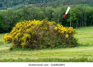A shrub with yellow flowers and a wind cone in the Auvergne Volcanoes Regional Park, France.