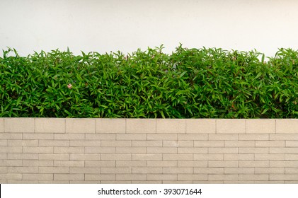 shrubbery