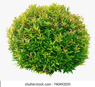 Shrubbery Ball , Wood Ball ,tree Isolate On White Background