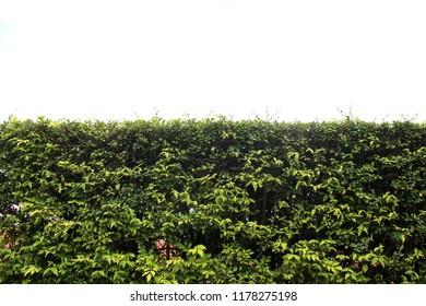 Shrubbery, Green Hedges Isolated On White Background. 