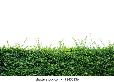 Shrubbery, Green Hedges  Isolated On White Background. This Has Clipping Path.    
