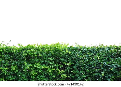 Shrubbery, Green Hedges  Isolated On White Background. This Has Clipping Path.    